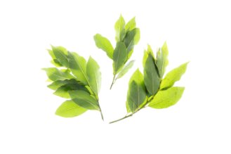 Fresh bay leaves