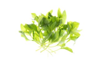 Stevia