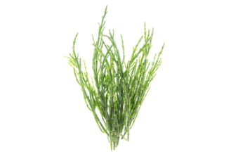 Salicornia