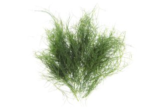 Micro fennel