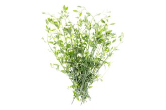 White leaved savory