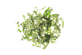 Szechuan pepper leaves