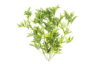 Rose Geranium