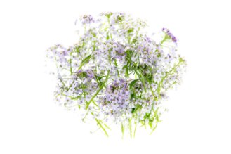 Lobularia Maritima