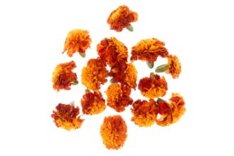 Tagetes flowers