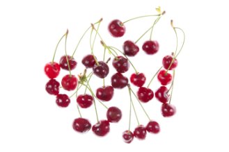 Prunus cerasus