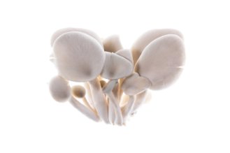 Blue oyster mushrooms