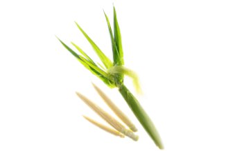 Baby Corn