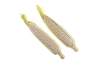 White corn