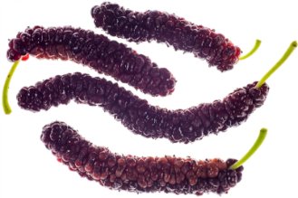 Pakistan mulberry