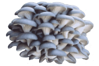 Blue oyster mushrooms