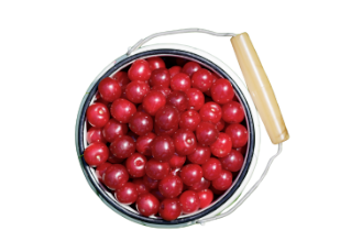 Prunus cerasus