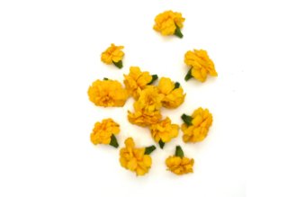 Yellow Tagetes flowers