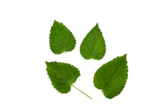 Korean Mint