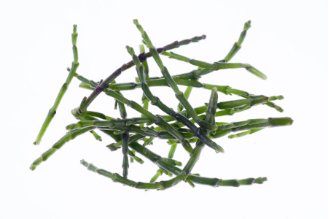 Salicornia