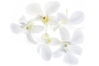 Orchid flowers