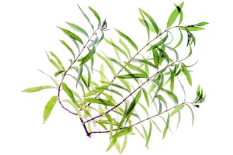 Verbena