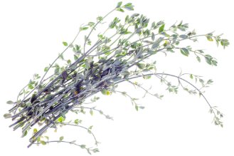 White leaved savory