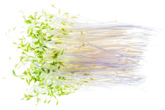 Lentil sprouts