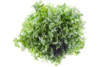 Green oak leaf lettuce