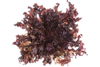 Red oak leaf lettuce