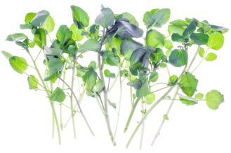 Watercress