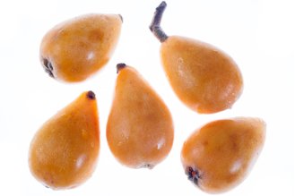 Loquat