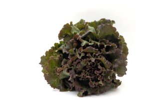 Tigen Lettuce