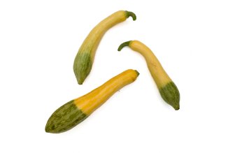 Bi-Color Zucchini