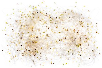 Alfalfa sprouts