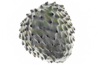 Annona