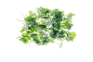 Coriander