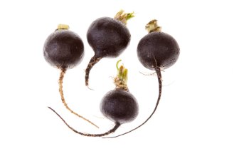 Black mini radish