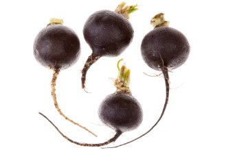 Black radish