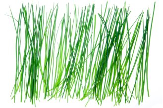 Chives