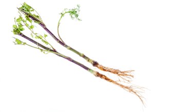 Coriander root