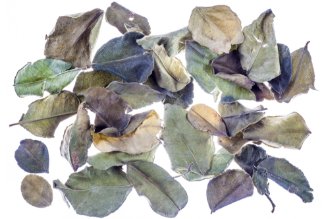 Dried kaffir lime leaves