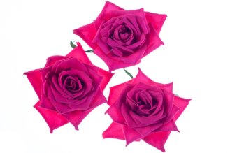 Rose flowers
