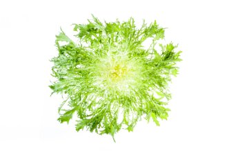 Frisee lettuce