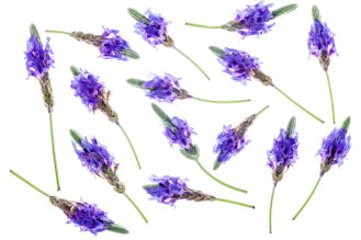 Lavender flowers