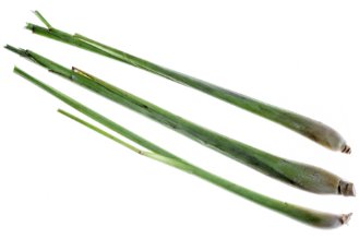 Lemon grass