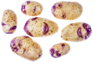 Kestrel / "lips" potatoes