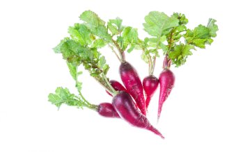 Long mini radish