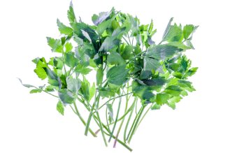 Lovage
