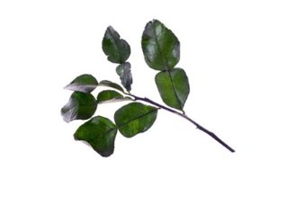 Kaffir lime leaves (chilled)