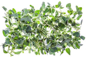 Hyssop