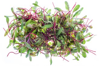 Micro green beetroot leaves