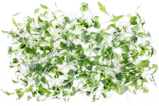 Micro green mizuna leaves