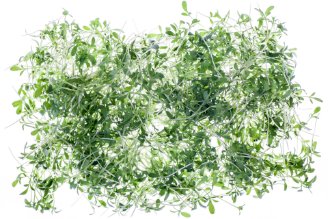 Micro garden cress