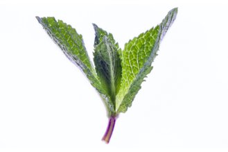 Peppermint
